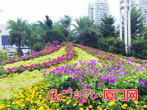 厦门市花三角梅30周年成果展 四万盆三角梅等您来