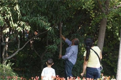 老人拿长棍击打银杏树