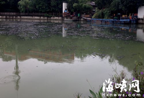 昨日上午，西湖湖面上漂着大量恶臭的污泥