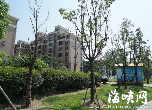 一些大树只剩光秃秃的枝干