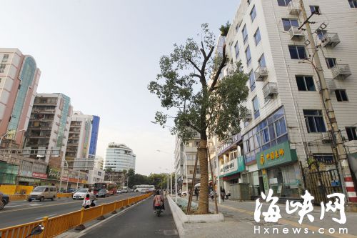 回植的香樟高十米，胸径达三十多厘米