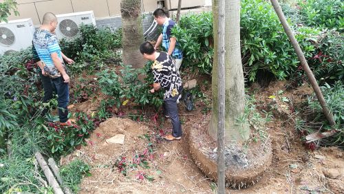 多棵大树被挖出，打算运走，被业主制止