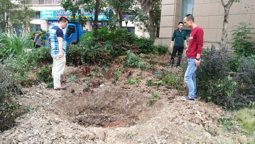 顺华乌龙江大区A区外，大树被挖走，留下土坑