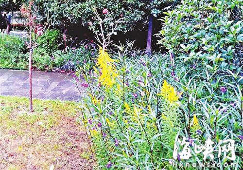 这些“杀手花”长在西湖公园绿化带里