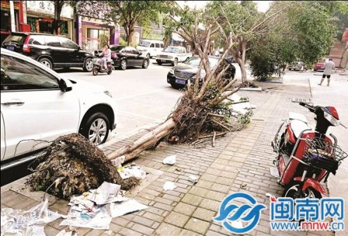 树倒了一个多月,没人处理