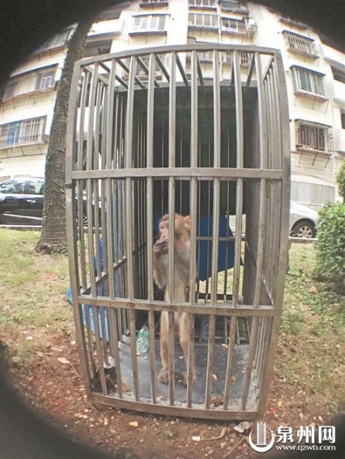 泉州一孙大圣被关铁笼养 饲养者打算送动物园