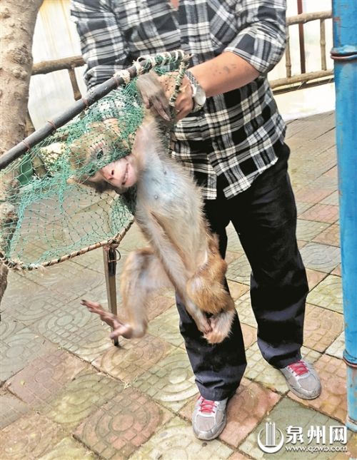 将&ldquo;孙大圣&rdquo;放到大笼里