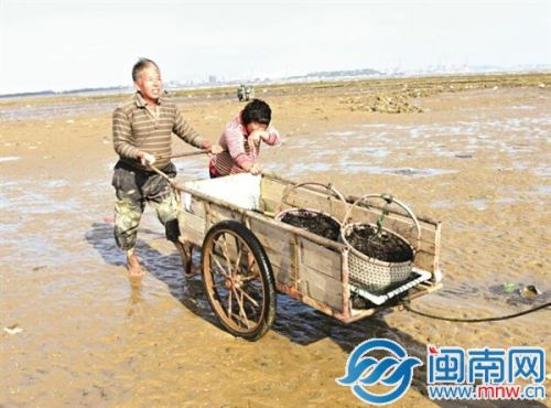 頭水紫菜采摘上市