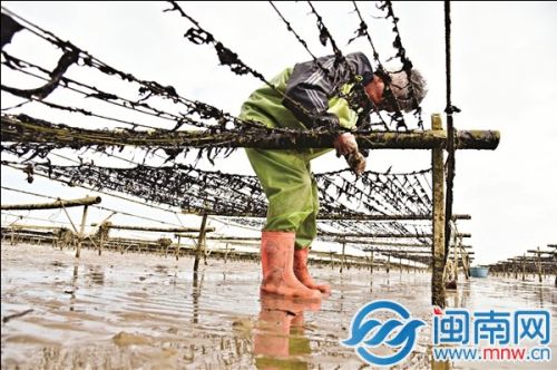 石獅古浮頭水紫菜，受臺(tái)風(fēng)影響，今年產(chǎn)量大為減少