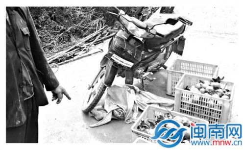 叶老伯偷摘的芦柑