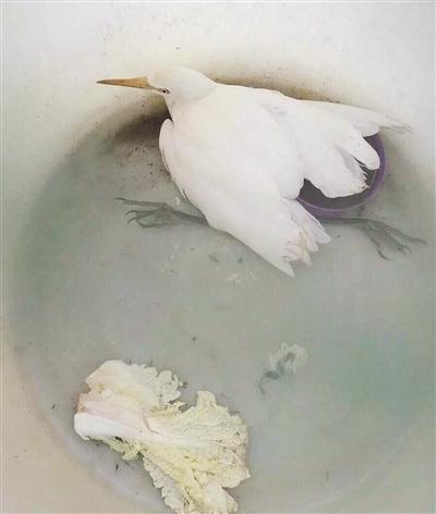 “不速之客”飞入民宅被居民收养 系国家保护鸟类