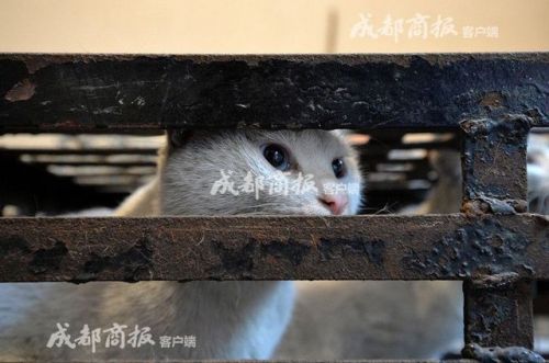 伪爱猫人每天杀猫100只 猫肉去皮后当成兔肉卖（图）