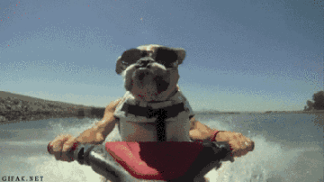 不要慌,老司机狗叔现在就发车,请抱紧我!