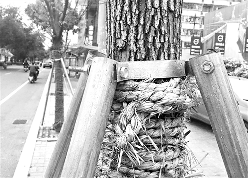 晋安北路的镀锌管护木架 &nbsp;