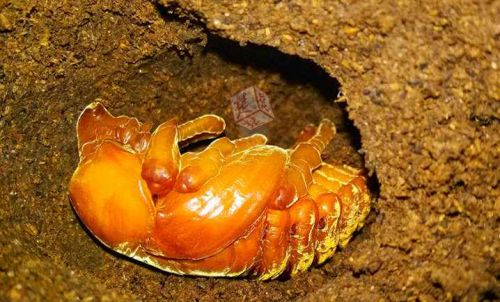 寝室养万余只昆虫 从昆虫卵到模拟条件饲养过程曝光