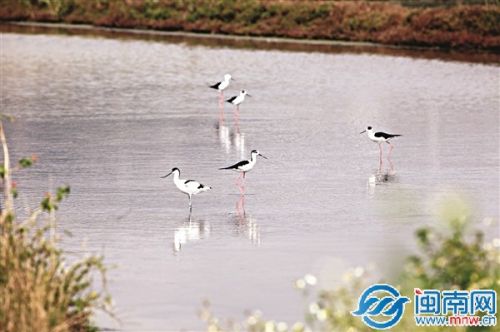 泉港山腰鹽場的黑翅長腳鷸和反嘴鷸
