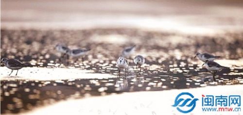 泉港山腰鹽場的黑腹濱鷸（林清賢 攝）