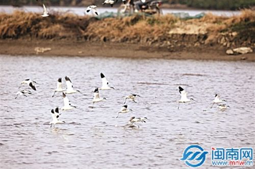 晉江西濱的反嘴鷸