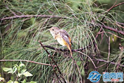 泉州灣的北紅尾鴝