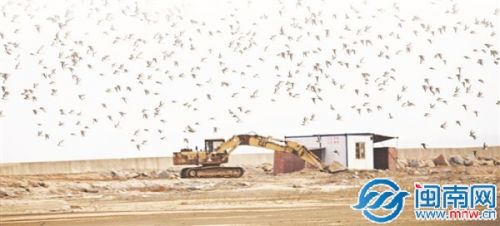 石獅石湖港區(qū)附近，一群黑腹濱鷸、環(huán)頸鸻在停工的挖掘機和工棚上空飛翔