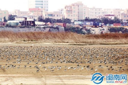 石湖港區(qū)附近濕地，大規(guī)模侯鳥群在這里棲息