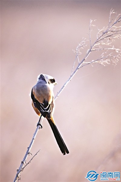 泉州灣的棕背伯勞（林清賢 攝）