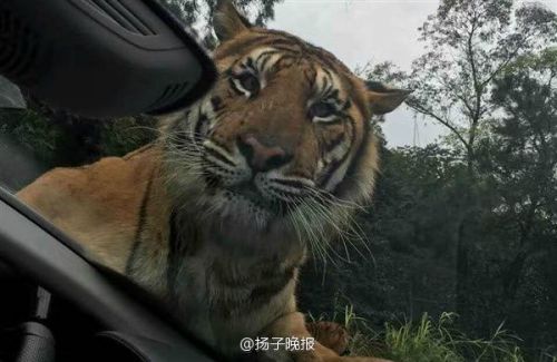 重庆自然体验区老虎拦下游客车辆 趴引擎盖上