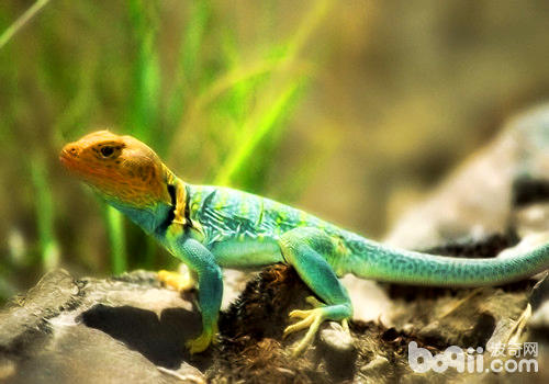饲养宠物蜥蜴有危险么?宠物蜥蜴有没有毒?_综合_突袭网-提供留学,移民,理财,培训,美容,整形,高考,外汇,印刷,健康,建材等信息