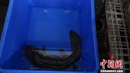 娃娃鱼，属于国家二级保护动物。　吴亚利 摄