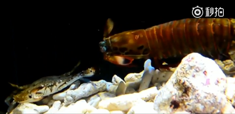 皮皮虾威力横扫水族箱 皮皮虾我们走是什么梗 皮皮虾威力横扫水族箱 皮皮虾我们走是什么梗