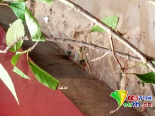 女方坠亡的地方,墙上还残留着血迹