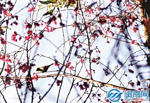 泉州森林公园的桃花开了