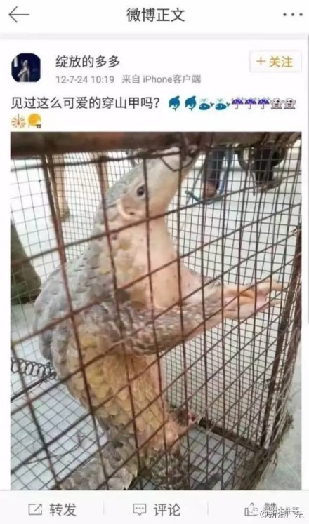 穿山甲公主归案