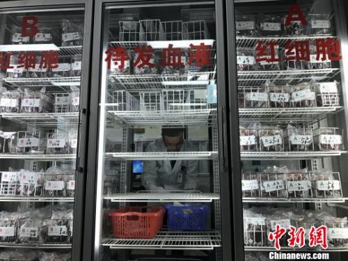 图为南宁中心血站一名医务人员在整理血液储存库库存。　钟建珊 摄