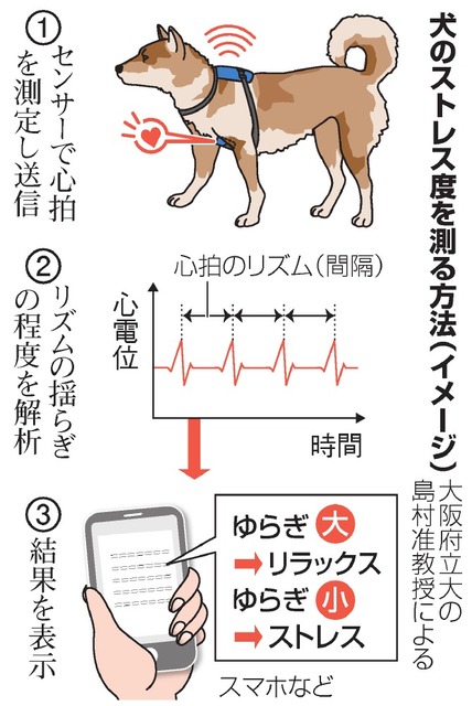 科普：狗狗压力监测器 方便了解爱犬情绪