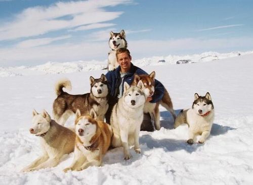 十大感人的狗狗电影盘点推荐(片名+豆瓣评分+