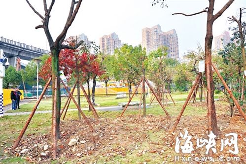 不少大树已就近移植到闽江公园桥梁园
