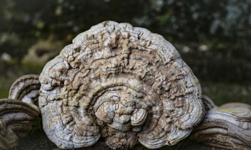 村民采特大灵芝 长相像人脸一人几乎抱不下