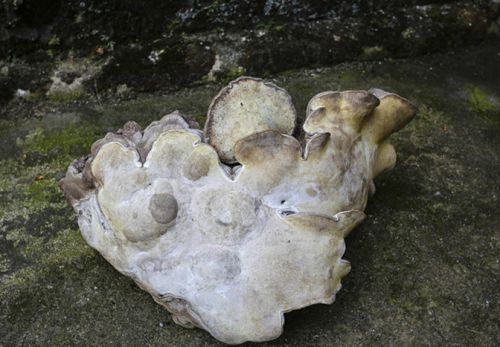 村民采特大灵芝 长相像人脸一人几乎抱不下