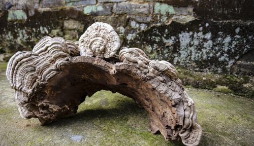 村民采特大灵芝 长相像人脸一人几乎抱不下