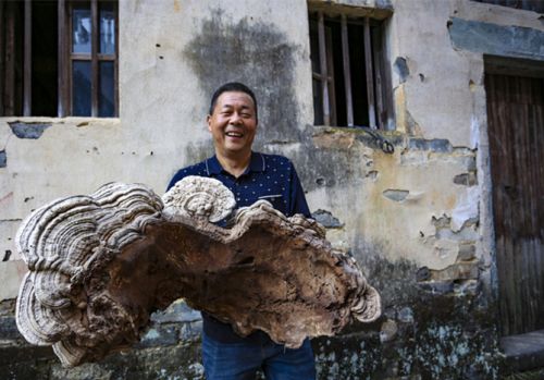 特大灵芝像人脸 一个人合抱不过来长相有点怪（图）