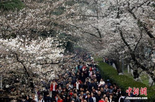 武汉大学樱花初绽  武大樱花什么时候开、樱花2017图片