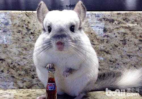 龙猫为什么会掉毛?怎么办? 龙猫掉毛原因分析