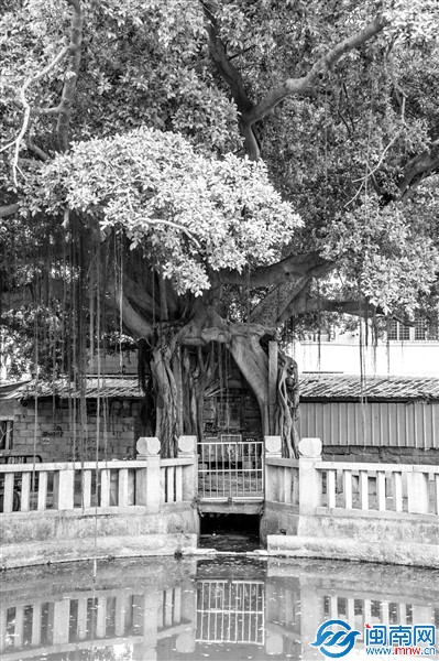 一方水塘、一棵古榕、一座庙和港塘村人，相伴相依相生