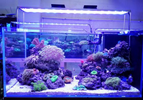 海水鱼缸照明灯该如何选择?有可以养好珊瑚的led灯吗?-闽南网