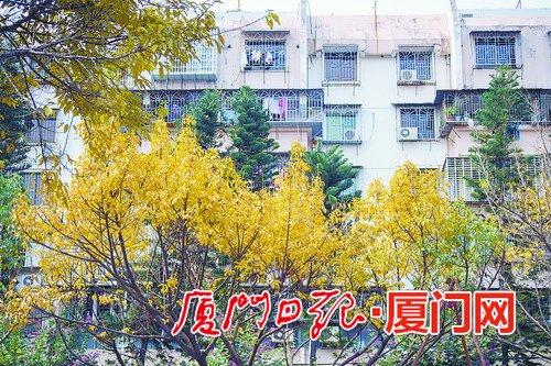 不同色彩的树叶错落叠加。