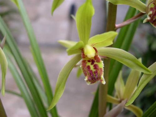 农民采三株“野草”被判刑3年 蕙兰到底是个什么植物?-闽南网