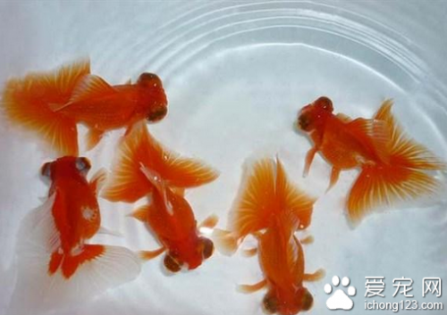 小金鱼怎么养?小金鱼饲养需要注意什么