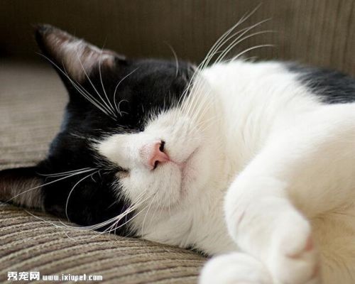 猫咪怎么样才会传染寄生虫给人?它的危害有哪