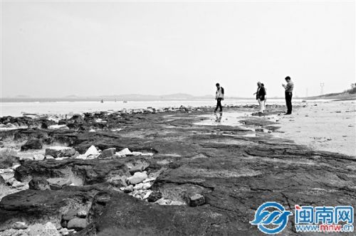惠女湾海底古森林遗迹开始走红并吸引游客